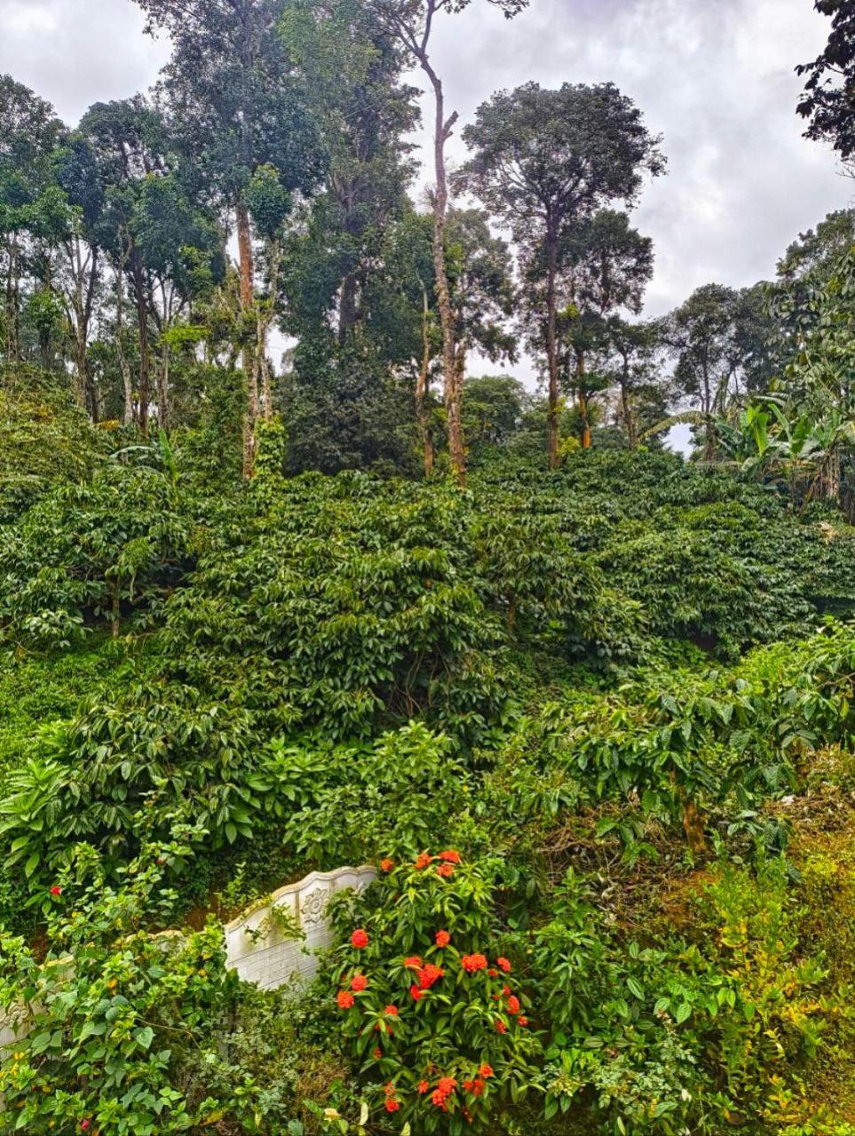 Kamoga Homestay Virajpet Esterno foto